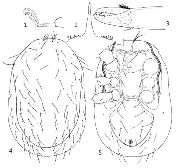 1-5. Proparholaspulus suzukii. female. 1. Claws of leg I; 2. Epistome; 3. Chelicera; 4. Dorsum; 5. Venter