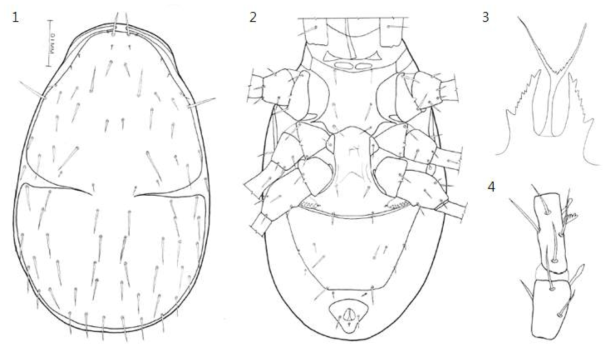 1-4. Veigaia tibbetsi. 1. Dorsal view of female; 2. Ventral view of female; 3. Tectum of female; 4. Palpa gennu and femur of female