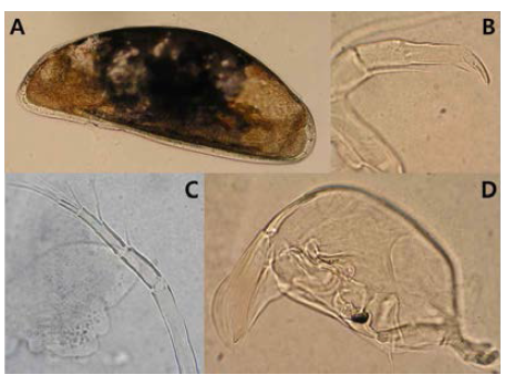 A; Male RV, B; Male A2, C; Male A1, D; Hemipenis