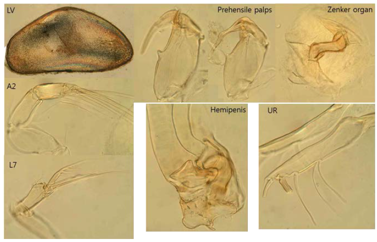 LV, Prehensile palp, Zenker organ, A2, UR, L7, Hemipenis