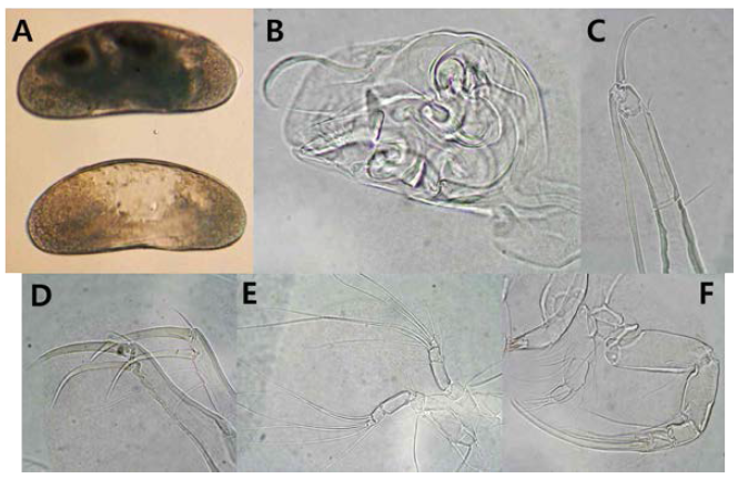 A; Up: Whole animal (Female), Bottom: LV (Female), B; Hemipenis, C; Distal part of L7, Male, D; Uropodal ramus, Male, E; Male A1, F; A2 and Mandibula