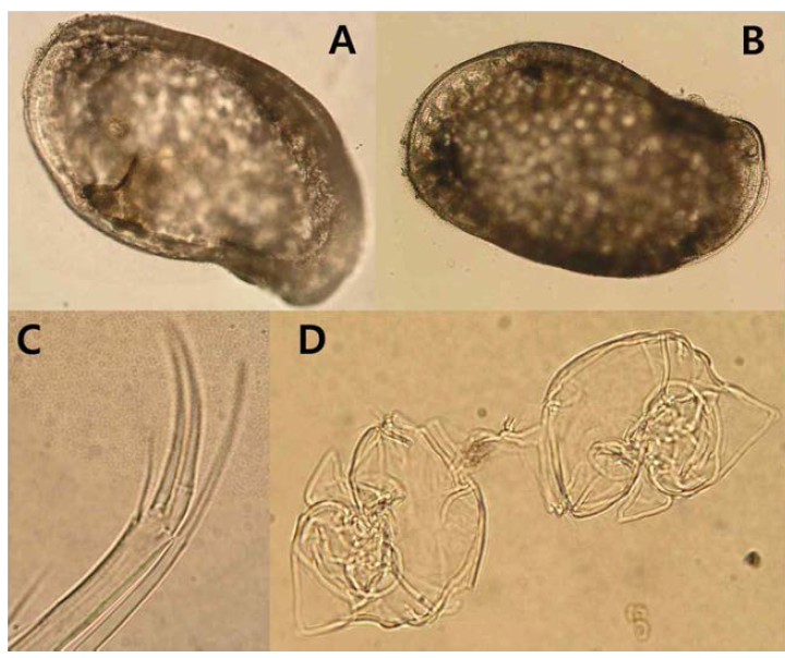 A; Male LV, B; Male RV, C; distal part of A2, D; Hemipenis