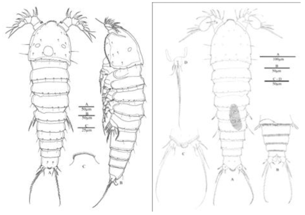 Nannopus minutus n. sp