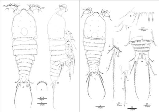 Nannopus dimorphicus n. sp