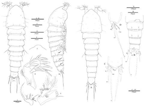 Nannopus serratus n. sp