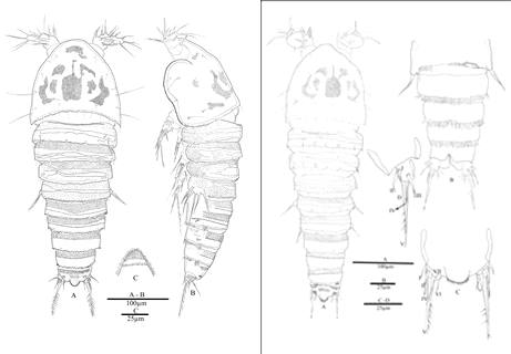 Nannopus parvus n. sp