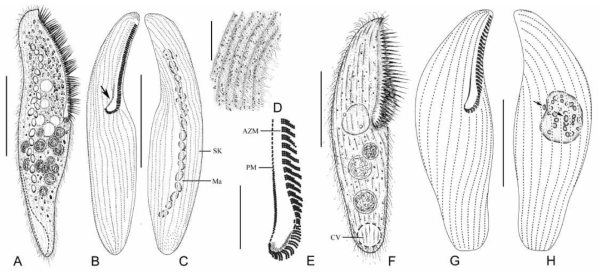 (A–H) Morphology and infraciliature of Anigsteinia paraclarissima spec. nov. (A–D) and Blepharisma bimicronucleatum (E–H). A: Right view of a typical individual of A. paraclarissima. B, C: General infraciliature of right (B) and left (C) sides, arrow shows paroral membrane. D: Arrangement of cortical granules. E: Paroral membrane. F: Right view of a typical individual of B. bimicronucleatum. G, H: General infraciliature of right (G) and left (H) sides. AZM – adoral zone of membranelles, CV – contractile vacuole, Ma –macronuclear nodules, PM – paroral membrane, SK – somatic kineties. Scale bars 100 μm (A–C), 50 μm (F, G, H), 10 μm (D, E)
