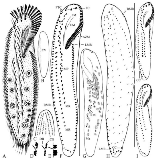 Holostichides n. sp. (A-E) living specimen, (F-I) protargol-impregnated specimens. (A) Ventral view of a representative specimen. (B) Dorsal view showing contractile vacuole. (C-E) Cortical granulation, dorsal view (C-D) and optical section (E). (F–H) Ventral (F) and dorsal (G, H) views of holotype specimen; asterisk in (F) and (G) denotes extra cirrus and pharynx, respectively. (I) ventral views showing variation, asterisk denotes posteriorly shortened right midventral row. AZM, adoral zone of membranelles; CC, caudal cirri; CG, cortical granules; CV, contractile vacuole; DB, dorsal bristles; EM, endoral membrane; FC, frontal cirri; FTC, frontoterminal cirri; LMR, left marginal cirri; Ma, macronuclear nodules; Mi, micronuclei; MP, midventral pairs; MR, midventral rows; PM, paroral membrane; RMR, right marginal row. Scale bars in (F, I), 100 μm