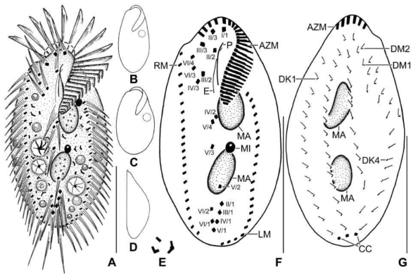 Line diagrams of Metasterkiella koreana from life (A-E) and after protargol impregnation (F, G). A. A representative cell with length of 85 μm; B, C. Body shape of partially starved (B) and well fed (C) specimens; D. Dorsolateral view; E. Cytoplasmic crystals; F, G. Ventral view of the holotype (F) and dorsal view of a paratype specimen (G), showing the ciliature and the nuclear apparatus. AZM, adoral zone of membranelles; CC, caudal cirri; DK1,4, dorsal kineties; DM1,2, dorsomarginal kineties; E, endoral membrane; LM, left marginal row; MA, macronuclear nodules; MI, micronuclei; P, paroral membrane; RM, right marginal row; I/1, II/3, III/3, frontal cirri; II/2, buccal cirrus; III/2, IV/3, VI/3, VI/4, fronto-ventral cirri; IV/2, V/4, V/3, post-oral ventral cirri; V/2, VI/2, pre-transverse ventral cirri; II/1, III/1, IV/1, V/1, VI/1, transverse cirri. Scale bars in A-G = 40 μm