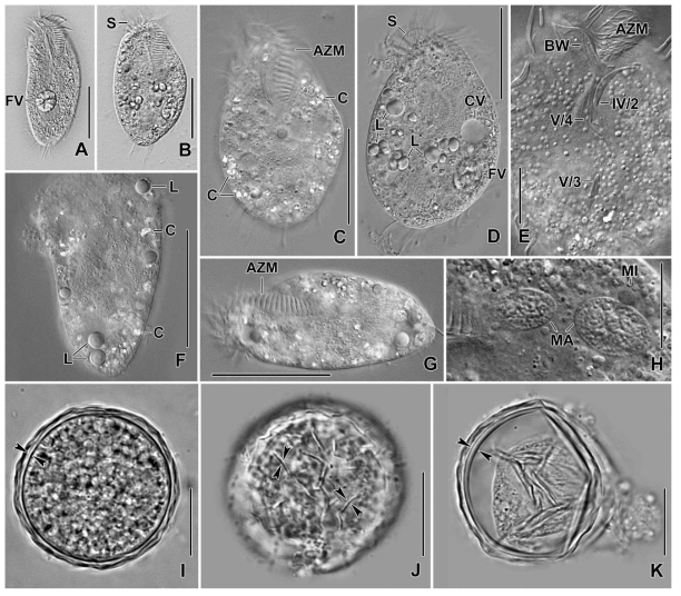 Photomicrographs of Metasterkiella koreana from life. A, B. Specimens, showing body shape; C, D, G. Slightly compressed specimens due to cover slip pressure, showing cytoplasmic crystals and lipid droplets; E. Section, showing the buccal wall and postoral ventral cirri; F. A squeezed specimen, showing the lipid droplets and the cytoplasmic crystals mainly around the margin of the cell; H. Nuclear apparatus; I-K. Resting cyst. Optical section (I), showing the cyst wall (opposed arrowheads). Surface view (J), showing the wrinkled hyaline ridges (opposed arrowheads). Squeezed cyst (K), showing cyst wall (opposed arrowheads). AZM, adoral zone of membranelles; BW, buccal wall; C, crystals; CV, contractile vacuole; FV, food vacuoles; L, lipid droplets; MA, macronuclear nodules; MI, micronuclei; S, scutum; IV/2, V/4, V/3, post-oral ventral cirri. Scale bars in A-D, F, G = 40 μm, E, H-K = 15 μm