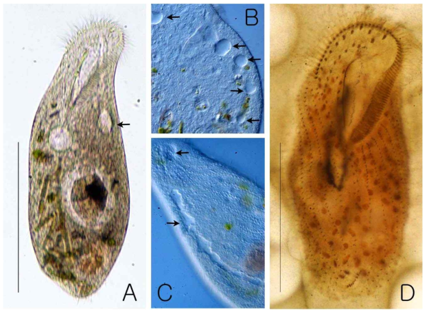 Photomicrograph of Pseudourostyla n. sp. from life (A-C) and protargol impregnated specimen. A. Ventral view, arrow represents contractile vacuole. B, C. Ventral (B) and dorsreal (C) views, arrows in (B) and (C) denote contractile vacuole. D. Ventral view of impregnated specimen. Scale bars: 100 μm