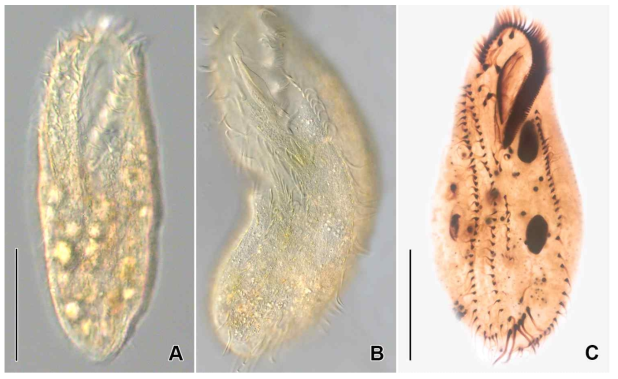 Allotricha mollis in vivo (A, B) and protargol impregnated specimen (B). A. Typical individual in vivo. B. Ventral veiw to show somatic ciliature and cortical granules. C. Ventral view to show oral and somatic ciliature. Scale bars: A, C = 30 μm