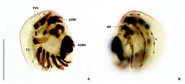 Aspidisca aculeata protargol impregnated specimen. A. Ventral view of typical individual. B. Dorsal view of typical individual (arrow marks a keel-like thorn, arrowheads indicate dorsal ridges). AZM1, 2, adoral zone of membranelles 1, 2; DB, dorsal bristle; FVC, frontoventral cirri; TC, transverse cirrus. Scare bar: 20 μm