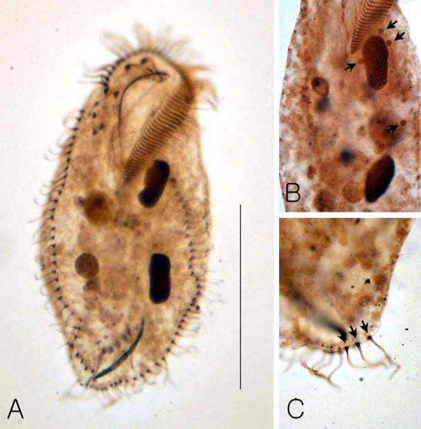 Photomicrograph of Australocirrus australis from protargol impregnated specimen. A, B. Ventral view, arrows in (B) indicate micronuclei; C, D. dorsal views, arrows in (C) denote caudal cirri and in (D) dorsal kineties. Scale bar: 100 μm
