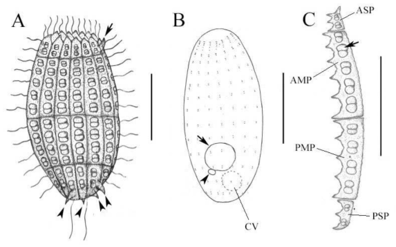 Morphology of Coleps elongatus from live (A, C) and silver impregnated specimens (B). A. Side view of a typical individual, arrowheads point to posterior spines, arrow marks anterior spine; B. Ciliary pattern of a typical individual, arrowhead points to micronucleus, arrow indicates macronucleus. C. External skeleton of C. elongatus, arrow points to pretzel-shaped window. AMP, anterior main plate; ASP, anterior secondary plate; PMP, posterior main plate; PSP, posterior secondary plate; CV, contractile vacuole. Scale bars = 20 μm