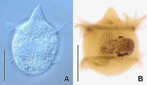 Didinium gargantua in vivo (A) and protargol impregnated specimen (B). A. Typical individual in vivo. B. Lateral view to show somatic ciliature. Scale bars: A, B = 30 μm