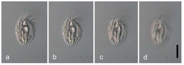 Photomicrograph of Euplotes rariseta. from live materials. (a)-(b). ventral views; (c)-(d). dorsal views. All images are DIC images. Scale bars: 20 μm