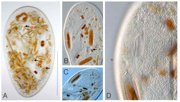Frontonia subtropica1 from life. A, B. Left side veiw of representative specimen, arrows in (A) denote blue granules containing algae, arrow in (B) indicates contractile vacuole. C. Marcronucleus. D. Buccal apparatus and extrusomes. Scale bar: 150 μm