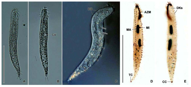 Hemiurosoma similis in vivo (A-C) and protargol impregnated specimens (D, E). A. Typical individual in vivo. B. Location of contractile vacuole. C. Cortical granules and dorsal kineties on dorsal side (arrows indicate ellipsoidal granules, arrowheads mark small spherical granules). D. Oral and somatic ciliature of ventral side. E. Dorsal kineties and caucal cirri on dorsal side. AZM, adoral zone of membranelles; CC, caudal cirrus; CV, contractile vacuole; DB, dorsal bristles; DKs, dorsal kineties; MA, macronucleus; MI, micronucleus; TC, transverse cirrus. Scale bars: A, D = 100 μm