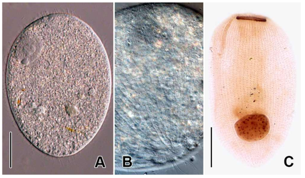 Holophrya teres in vivo (A) and protargol impregnated specimen (B). A. Slightly squeezed individual in vivo. B. Lateral view to show dorsal brush, caudal cilia and contractile vacuole. C. Lateral view to indicate somatic ciliature. Scale bars: A, C = 30 μm