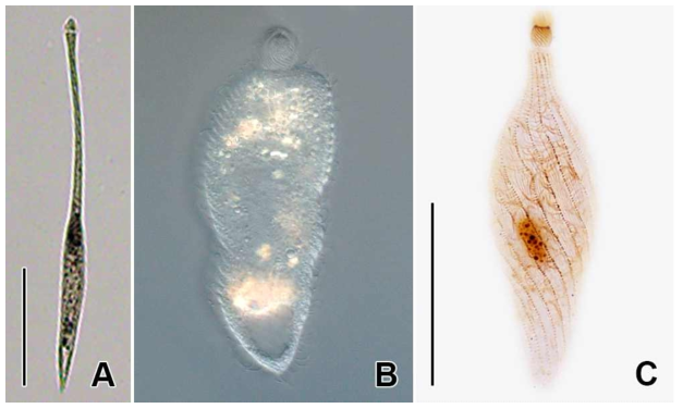 Lacrymaria marina in vivo (A, B) and protargol impregnated specimen (C). A. Extended individual in vivo. B. Contractiled individual. C. Lateral view to show ciliature. Scale bars: A = 100 μm, C = 30 μm
