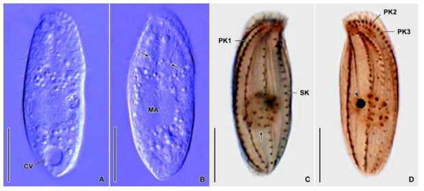 Litonotus alpestris in vivo (A, B) and protargol impregnated specimens (C, D). A. An individual to show contractile vacuole and cytoplasmic inclusions. B. Extrusomes (arrows) and macronucleus. C. Perioral kinety 1 and somatic kineties on left side (arrow marks spherical macronucleus). C. Perioral kinety 2, 3 and somatic kineties on right side (arrohead indicates spherical micronucleus). CV, contractile vacuole; MA, macronucleus; PK1-3, perioral kinety 1-3; SK, somatic kinety. Scale bars: A-D = 10 μm