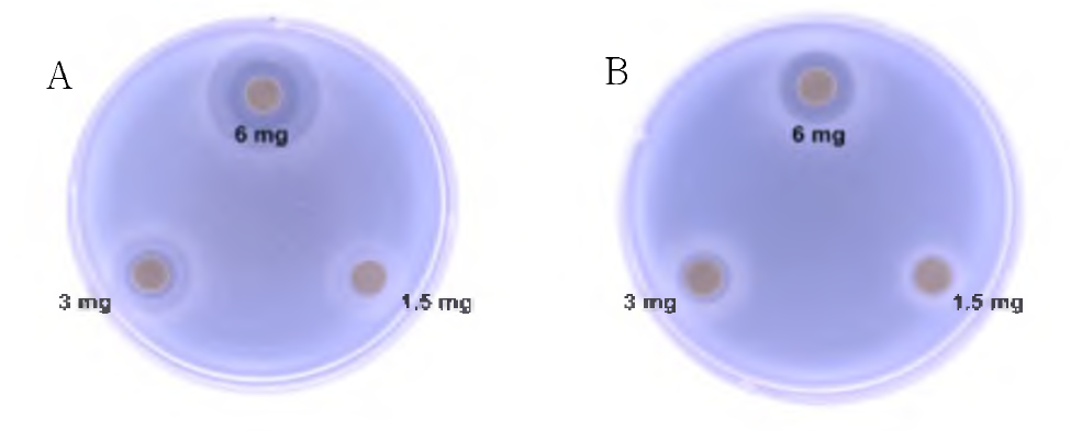 2차 항균활성 스크리닝의 예: A. Staphylococcus aureus subsp. aureus 균에 대한 15번 시료 결과, B. Pseudomonas aeruginosa균에 대한 15번 시료 결과