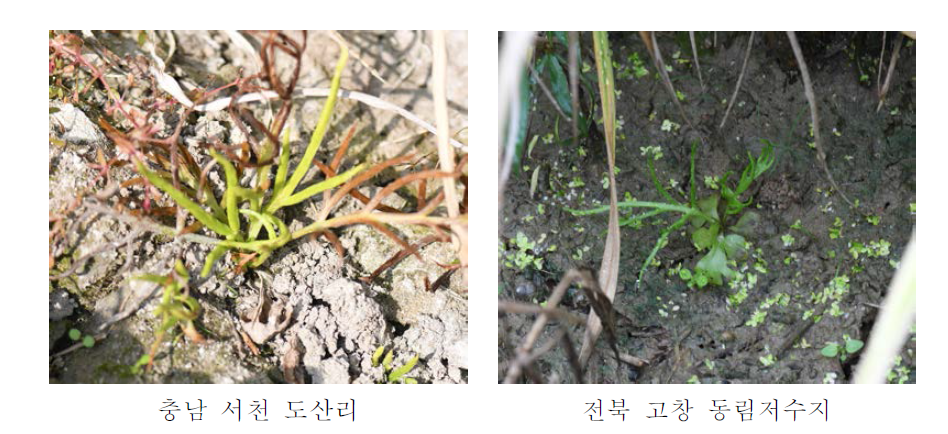 물고사리의 형태 및 생육환경