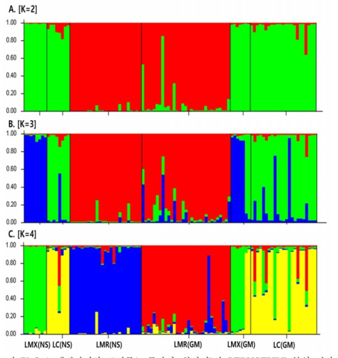 해변싸리와 근연종(조록싸리, 참싸리)의 STRUCTURE 분석 결과. A, B, C는 각각 K = 2, 3, 4일 때의 결과이다. LMR는 해변싸리, LMX는 조록싸리, LC는 참싸리를 의미한다. 괄호안에 글자는 집단을 의미한다