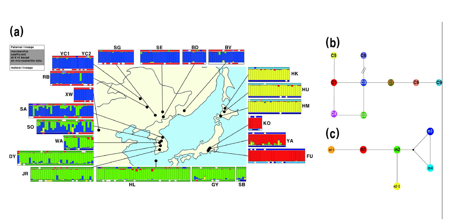 지도상에 표기된 유전형 계열 분석 결과. (a) 마이크로새틀라이트 양친 유전형을 사용하여 K=4를 사용한 집단구조 분석 결과 (박스의 가운데 부분), 엽록체 서열로 분석한 부계(박스의 윗부분), 미토콘드리아 서열로 분석한 모계(박스의 아랫부분). 엽록체와 미토콘드리아 색은 각 각 (b)와 (c)에 제시된 네트워크상의 유형을 의미한다
