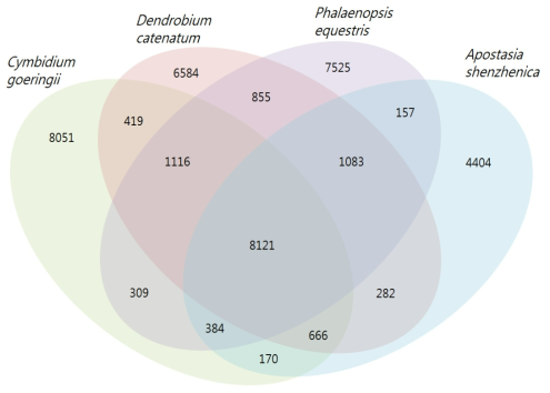 난과 식물 4종에 대한 orthologous gene cluster 분포