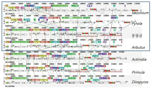 Mauve 프로그램을 이용한 홍월귤과 철쭉목 식물의 엽록체 유전체 비교, Diospyros (감나무과), Primula (앵초과), Actinidia (다래나무과), Arbutus, 홍월귤, Pyrola, Vaccinium (철쭉과)
