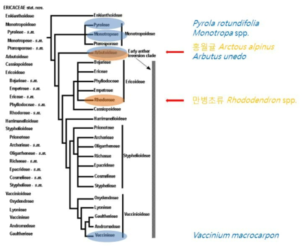 엽록체 유전체 정보가 확보된 철쭉과 식물의 계통적 위치(철쭉과 계통수 출처, K. A. Kron 홈페이지; http://users.wfu.edu/ kronka/kakbeck/ericaceae.html)