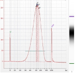 Bioanalyzer를 이용한 날개하늘나리의 게놈 DNA library QC