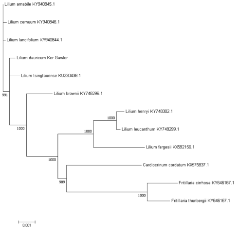 날개하늘나리 근연종 phylogenic tree