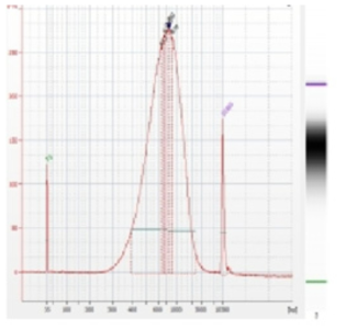 Bioanalyzer를 이용한 물고사리의 게놈 DNA library QC