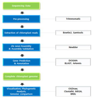 엽록체 DNA assembly 및 annotation 분석 과정. 물고사리 엽록체 게놈 분석은 Illumina 대용량염기서열분석기로 전체 게놈을 분석하고 Newbler assembler 소프트웨어로 assembly 하였다. Assembled contig 중에 엽록체 게놈에 해당하는 것을 선발하여 BLAST로 유전자를 찾고, Artemis로 모든 유전자의 구조 및 정확도를 검증하여 결정하고 유전자 지도 및 근연종 유사도를 비교하였다