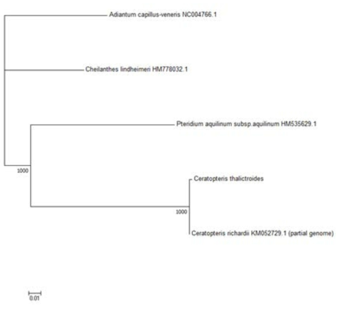 물고사리 근연종 phylogenic tree