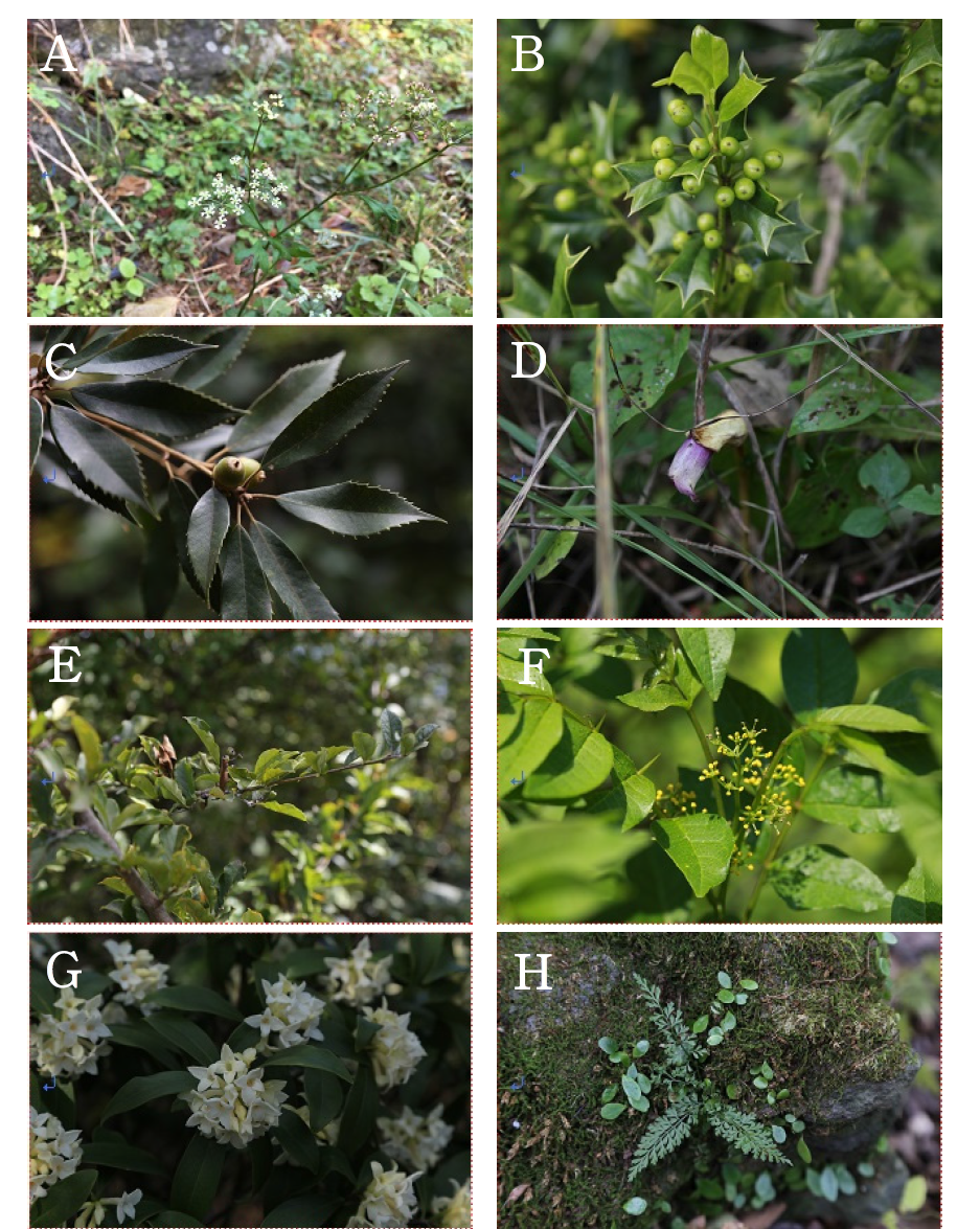 현무암지대(청수곶자왈)의 주요 식물. A. 한라참나물(Pimpinella hallaisanensis); B. 호랑가시나무(Ilex cornuta); C. 개가시나무(Quercus gilva); D. 야고 (Aeginetia indica); E. 떡잎윤노리나무(Pourthiaea villosa var. brunnea); F. 왕초피나무(Zanthoxylum coreanum); G. 백서향나무(Daphne kiusiana); H. 수수고사리(SAsplenium wilfordii)