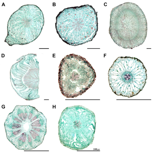 산형과 식물 뿌리 횡단면 전체 구조. A. 지리강활; B. 잔잎바디; C. 갯강활; D. 강활; E. 참나물; F. 개발나물; G. 감자개발나물; H. 세잎개발나물
