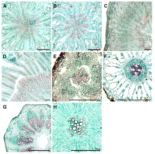 산형과 식물 뿌리 횡단면 확대 구조 A. 지리강활; B. 잔잎바디; C. 갯강활; D. 강활; E. 참나물; F. 개발나물; G. 감자개발나물; H. 세잎개발나물