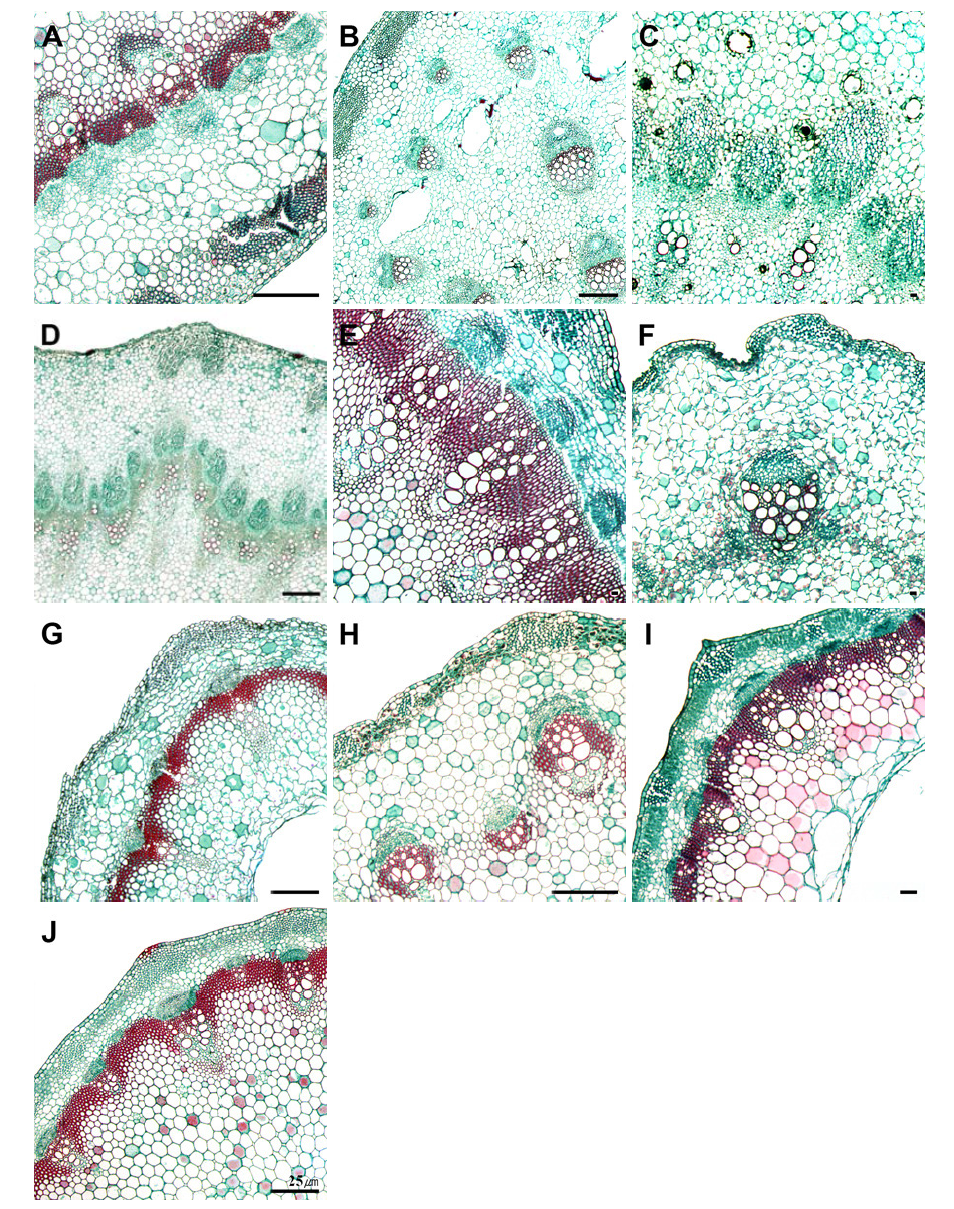 산형과 식물 줄기 횡단면 확대 구조. A. 지리강활; B. 잔잎바디; C. 구릿대; D. 갯강활; E. 강활; F. 미나리; G. 참나물; H. 개발나물; I. 감자개발나물; J. 세잎개발나물