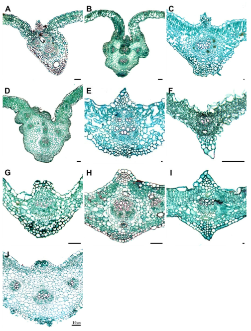 산형과 식물 잎 횡단면 확대 구조. A. 지리강활; B. 잔잎바디; C. 구릿대; D. 갯강활; E. 강활; F. 미나리; G. 참나물; H. 개발나물; I. 감자개발나물; J. 세잎개발나물