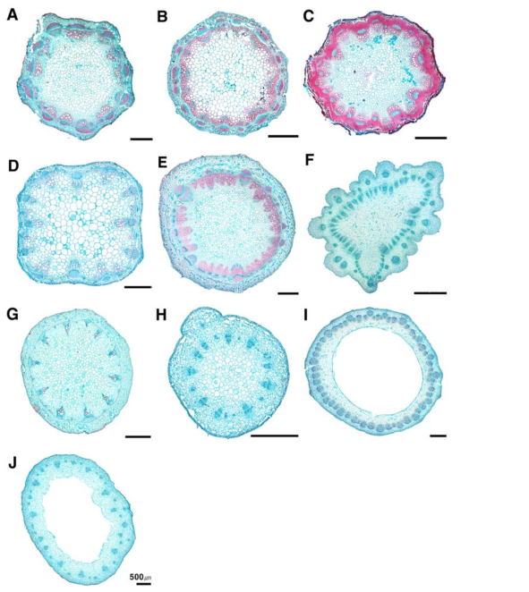 국화과 식물 줄기 횡단면 전체 구조. A. 쑥; B. 갯쑥부쟁이; C. 삽주; D. 미국가막사리; E. 담배풀; F. 엉겅퀴; G. 갯씀바귀; H. 솜나물; I. 민박쥐나물; J. 민들레