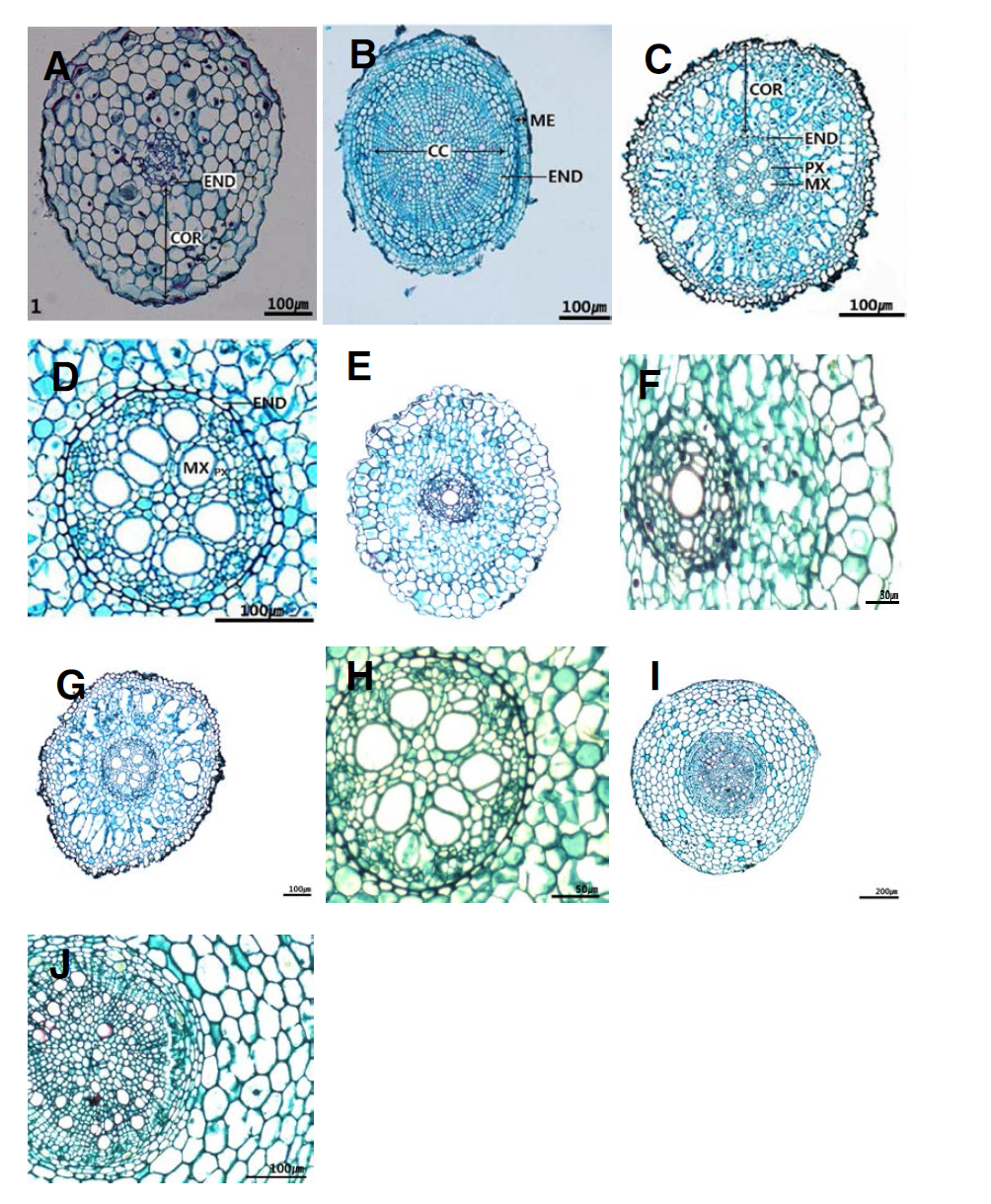 백합과 뿌리의 횡단면 전체 구조. A. 은방울꽃; B. 얼레지; C-D. 백운원추리; E-F. 둥굴레; G-H. 원추리; I-J. 무릇