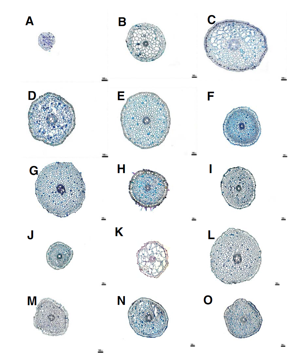 백합과 부추속 뿌리의 횡단면 전체 구조. A. 달래; B. 산달래; C. 울릉산마늘; D. 부추; E. 두메부추; F. 좀부추; G. A. spirale; H. A. bidentatum; I. 실부추; J. 가는산부추; K. A. neriniflorum; L.; 노랑부추; M. 산부추; N. 산파; O. A. schoenoprasum