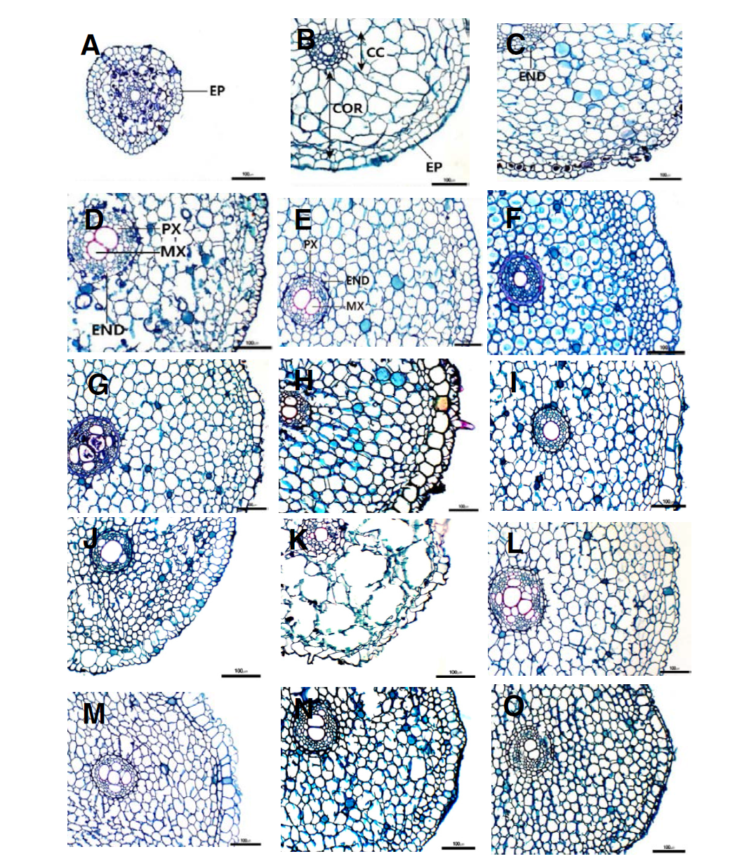 백합과 부추속 뿌리의 횡단면 확대 구조. A. 달래; B. 산달래; C. 울릉산마늘; D. 부추; E. 두메부추; F. 좀부추; G. A. spirale; H. A. bidentatum; I. 실부추; J. 가는산부추; K. A. neriniflorum; L.; 노랑부추; M. 산부추; N. 산파; O. A. schoenoprasum