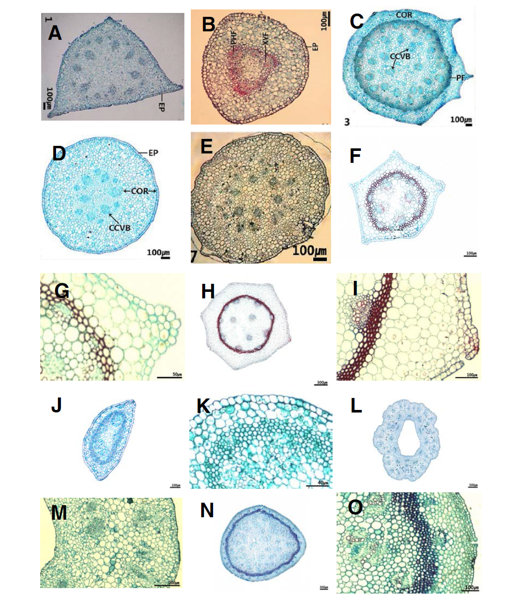 백합과 화경의 횡단면 구조. A-B. 은방울꽃(A. 화경; B. 소화경); C-D. 일월비비추(C. 화경; D. 소화경); E. 솔나리(소화경); F. 민솜대; F-G. 두루미꽃; H-I. 큰두루미꽃; J-K. 둥굴레; L-M. 원추리; N-O. 골잎원추리