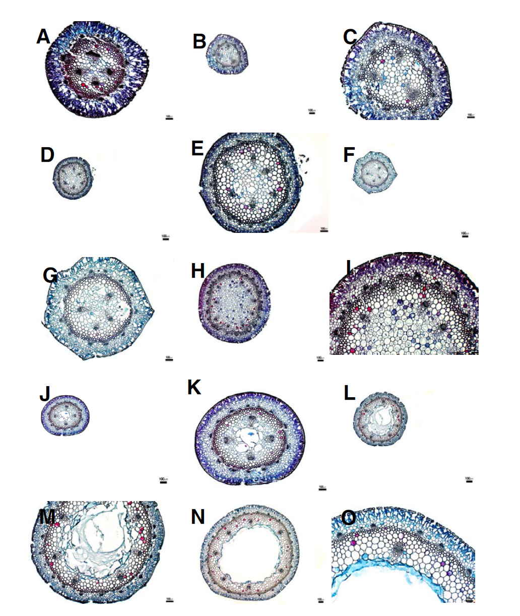 백합과 부추속 화경의 횡단면 구조(2). A. A. bidentatum; B-C. 실부추; D-E. 가는산부추; F-G. A. neriniflorum; H-I. 노랑부추; J-K. 산부추; L-M. 산파; N-O. A. schoenoprasum