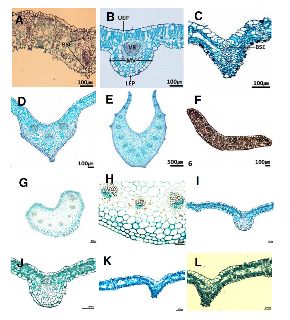 백합과 잎의 횡단면 구조. A. 은방울꽃 엽신; B. 얼레지 엽신; C. 백운원추리 엽신; D-E. 일월비비추(D. 엽신; E. 엽병); F. 솔나리 엽신; G-H. 두루미꽃 엽병; I-J. 둥굴레 엽신; K-L. 원추리 엽신